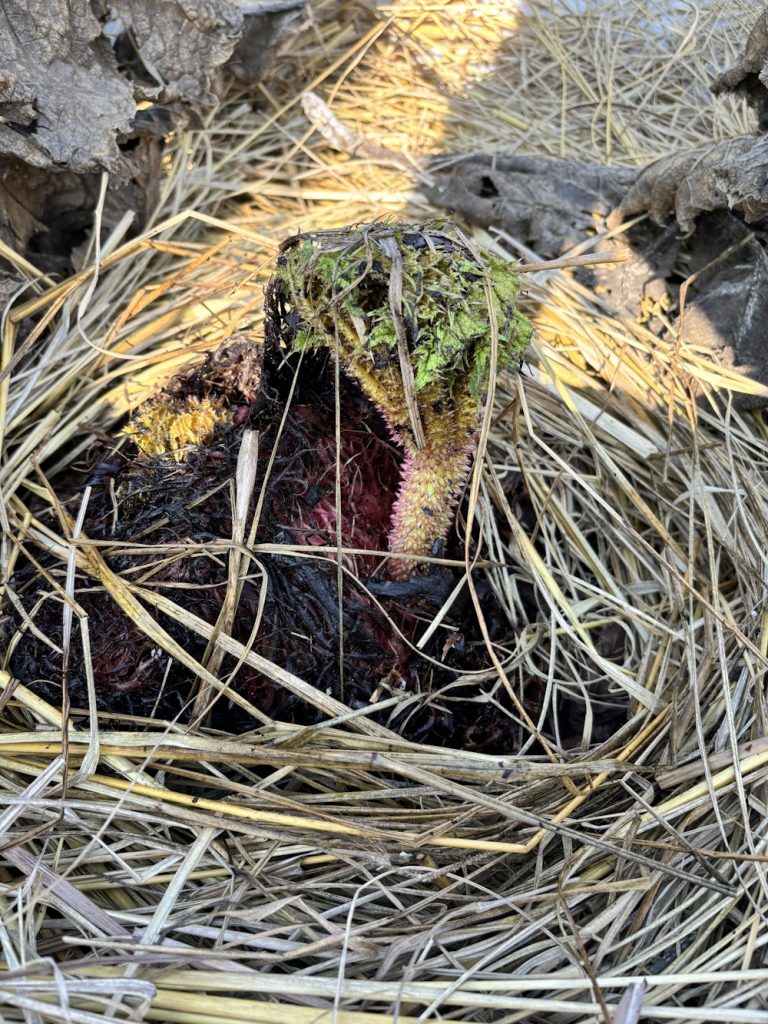 Gunnera Manicata Wiosna 2025