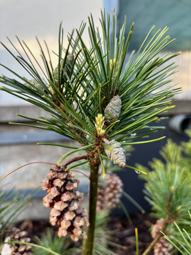 Ogród Zbliżenia 29.04.2025