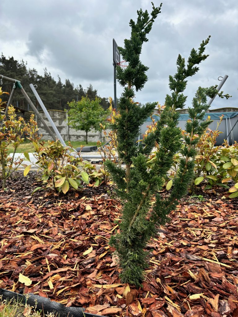 Cyprysik Lawsona 'Wissel’s Saguaro’