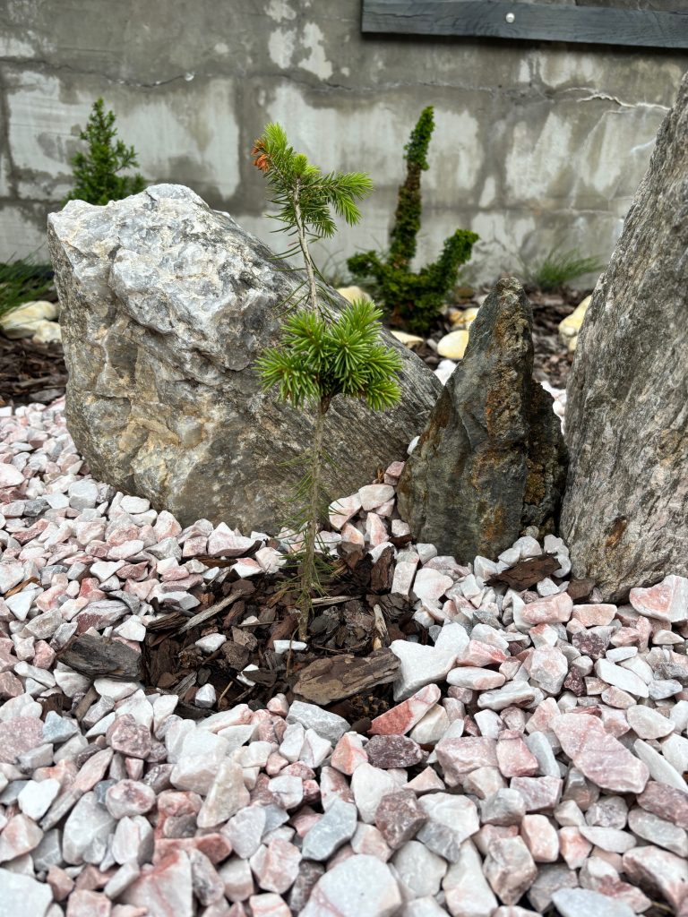 Picea abies 'Medusa’