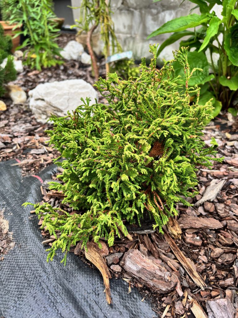 Cyprysik tępołuskowy Brigitte- Chamaecyparis obtusa 'Brigitte’