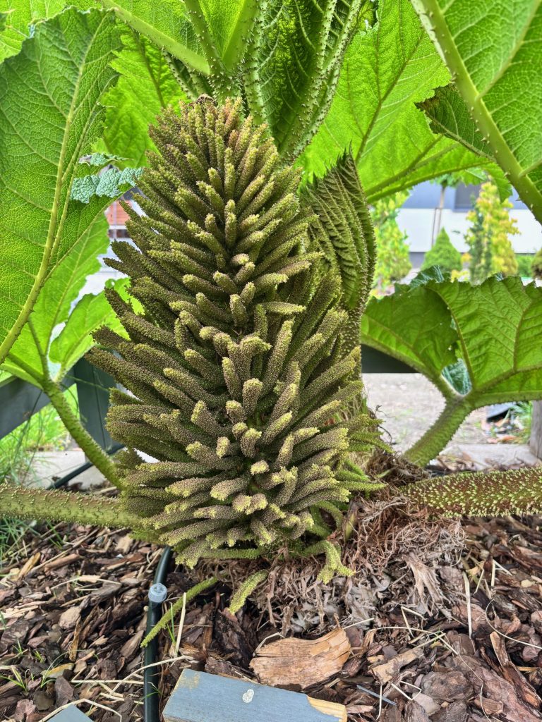 Gunnera Manicata 08.06.2025