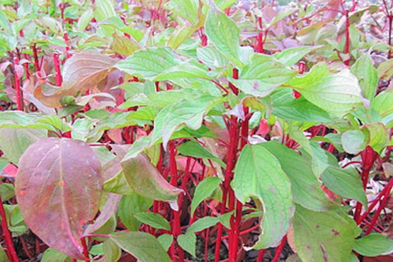 Dereń Biały – Cornus alba Baton Rouge Minbat cov