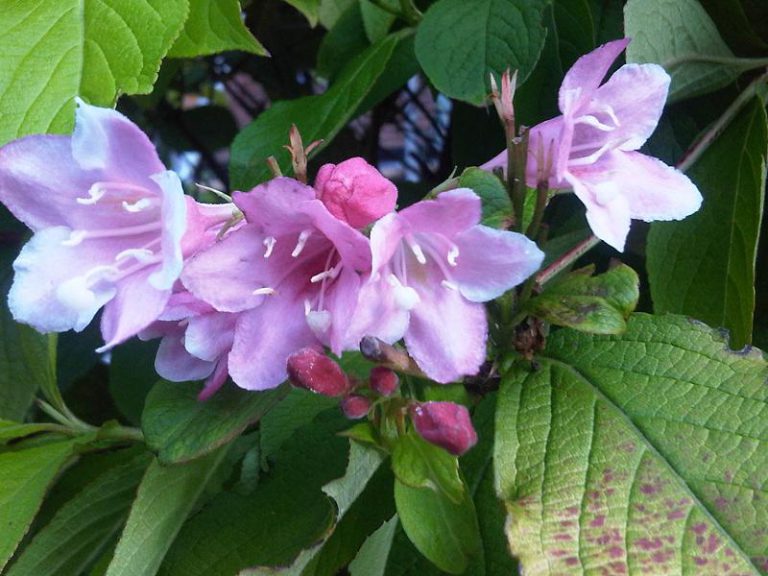 Krzewuszka Cudowna Weigela Florida