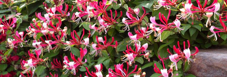 Wiciokrzew Japoński Lonciera Japonica