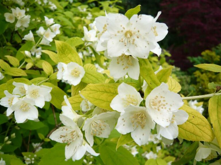 Jaśminowiec Wonny Philadelphus Coronarius